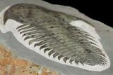 Longianda Trilobite - Issafen, Morocco #164510-4
